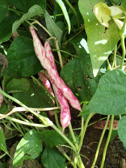 FAGIOLO BORLOTTO LINGUA DI FUOCO BIO - 1 Kg