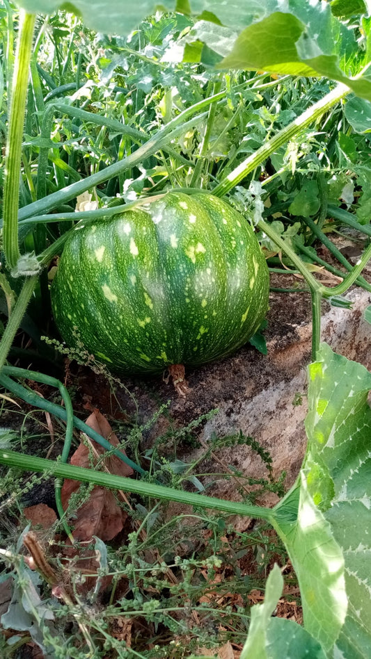 ZUCCA DELICA BIO - 1 Kg