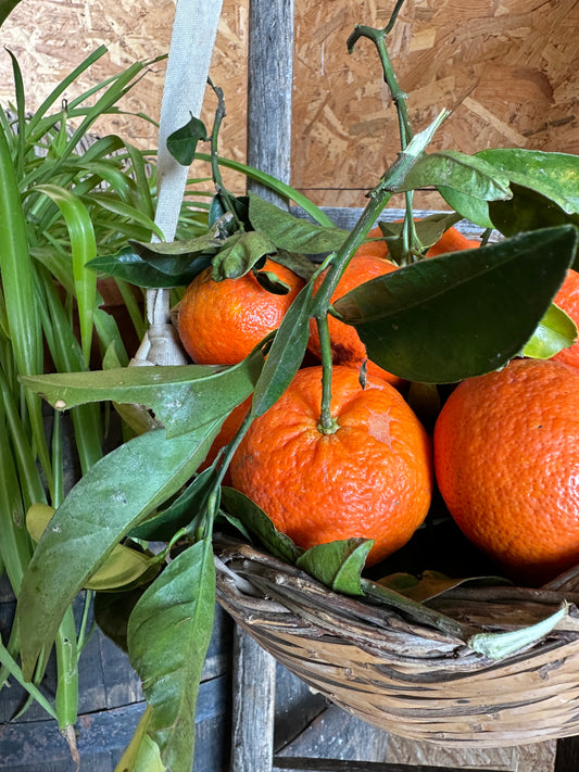 MANDARINI NOVA BIOLOGICI - 3 Kg